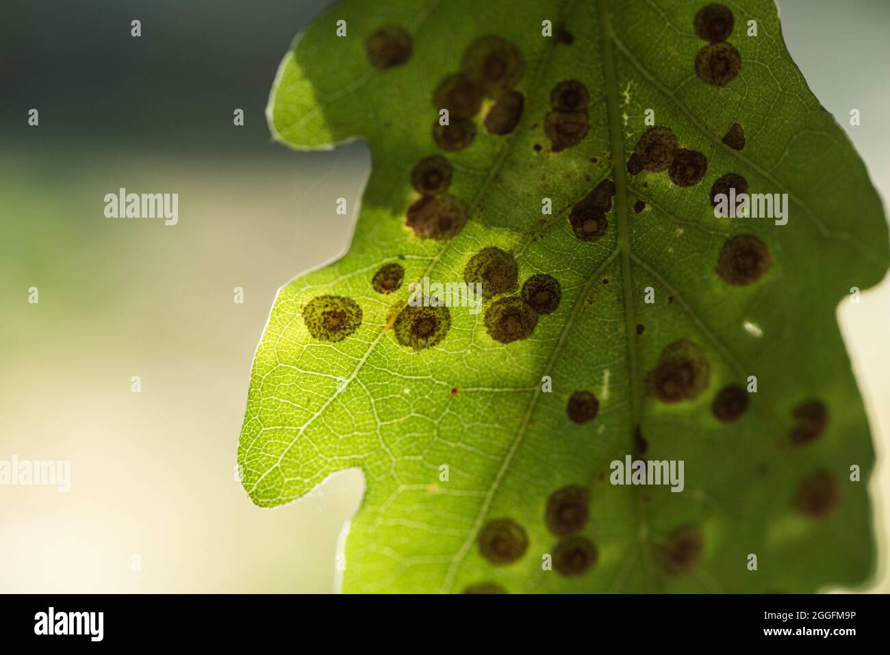 Common Spangle Galls (Neuroterus quercusbaccarum) on Oak leaf Stock Photo