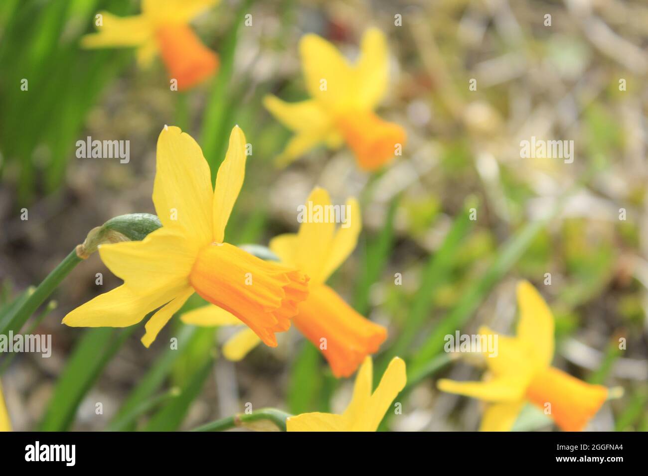 Flower Stock Photo