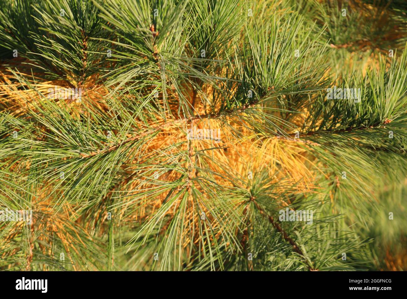Fall Pine needles in Minnesota Stock Photo Alamy