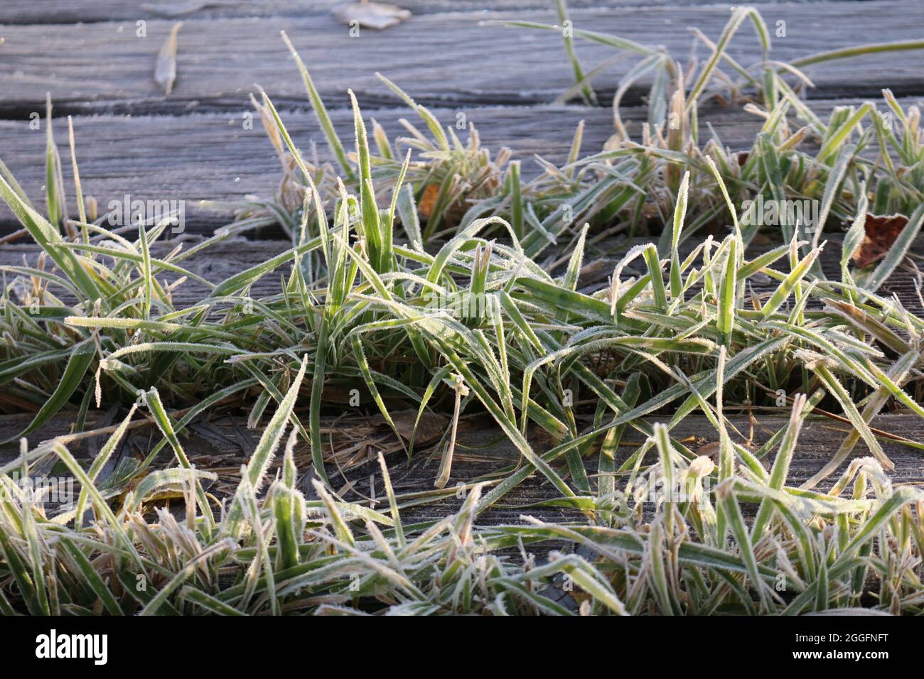 Frost in Minnesota Stock Photo Alamy