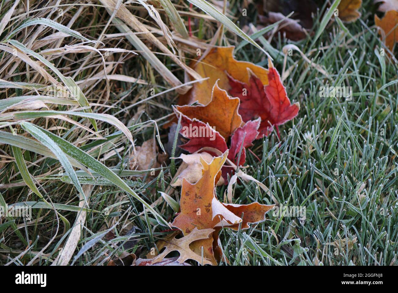 Frost in Minnesota Stock Photo Alamy