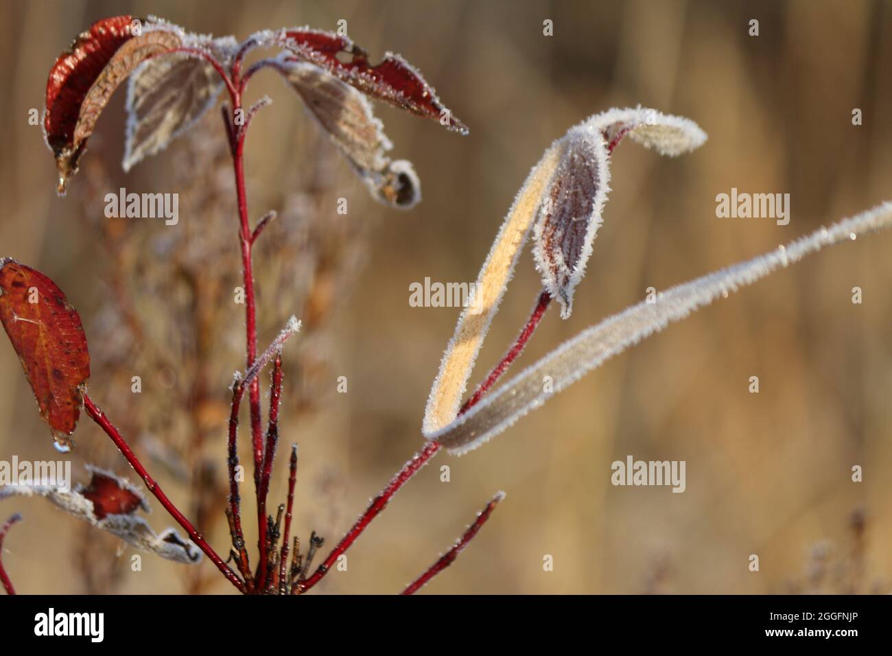 Frost in Minnesota Stock Photo Alamy