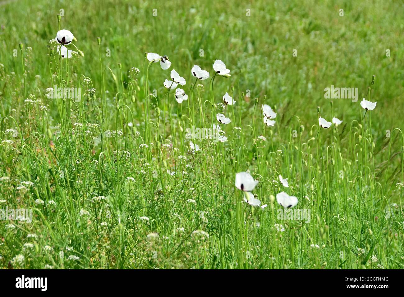 long-headed poppy, Saat-Mohn, Papaver dubium albiflorum, bujdosó mák, Hungary, Magyarország, Europe Stock Photo