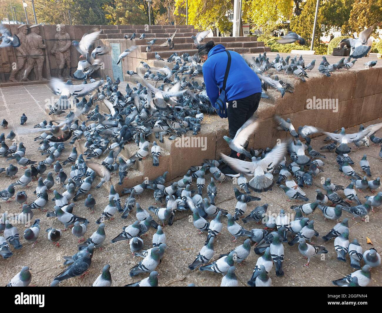Ankara, Turkey-November 30, 2020: A man feeding flock of pigeons with wheat grains in the morning in Guvenpark in Ankara, Turkey. City center of the c Stock Photo
