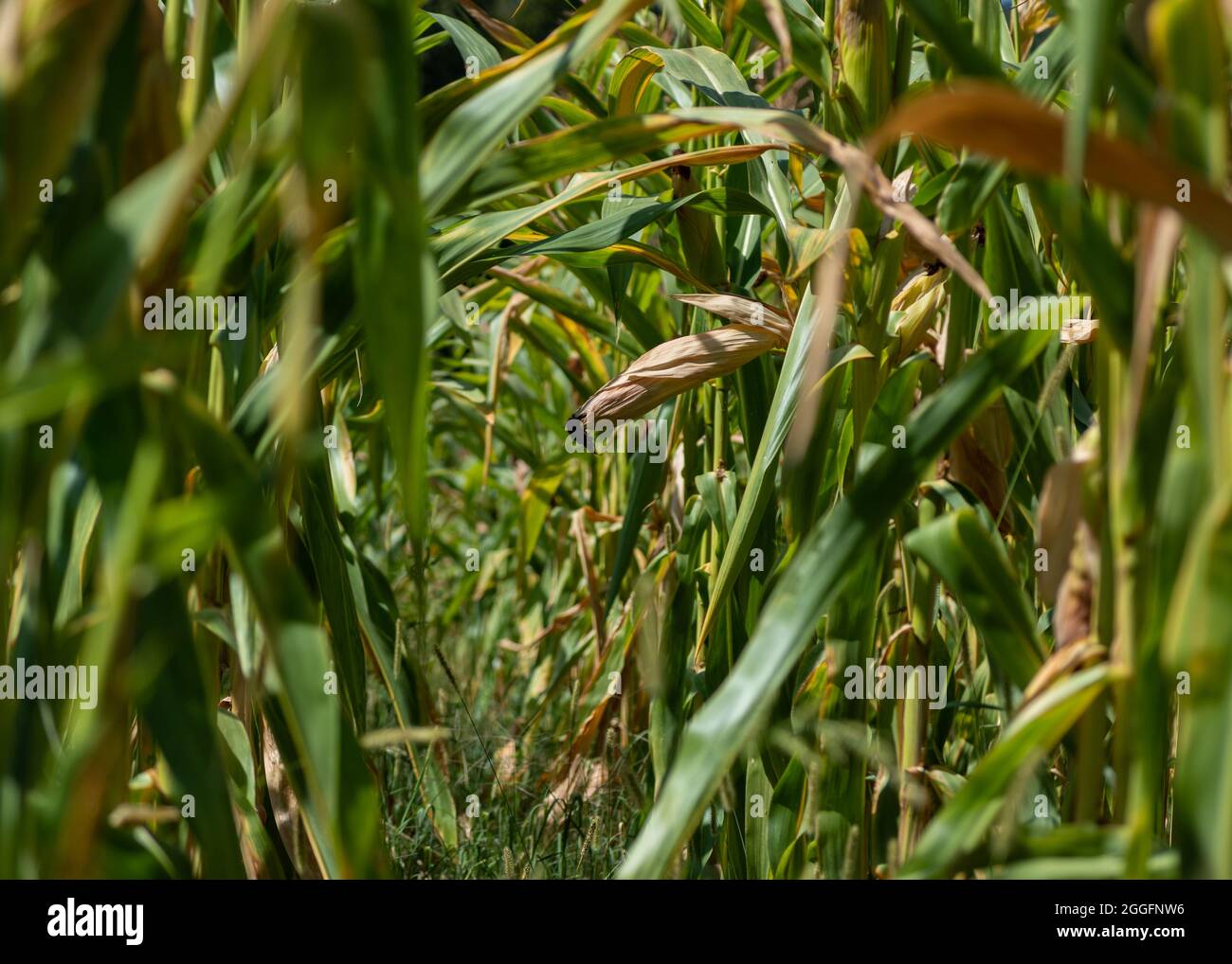 Mature maize ear on stalk with silk in row of maize plants, corn in cornfield Stock Photo Alamy