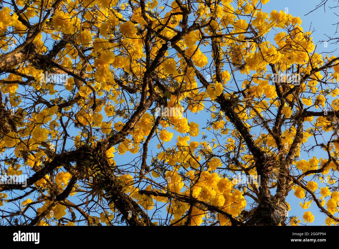 the-golden-trumpet-tree-handroanthus-albus-the-flower-is-the-national