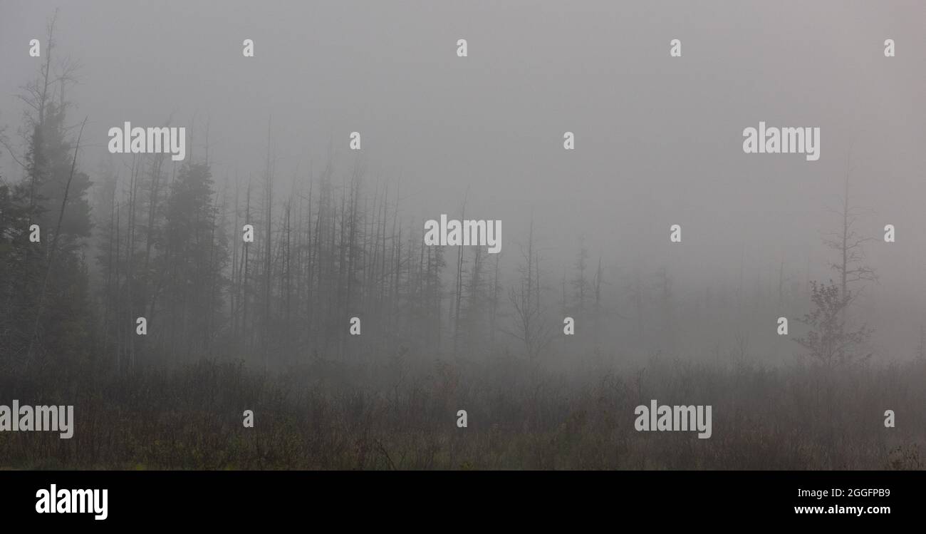 Trees shrouded in early morning fog Stock Photo - Alamy