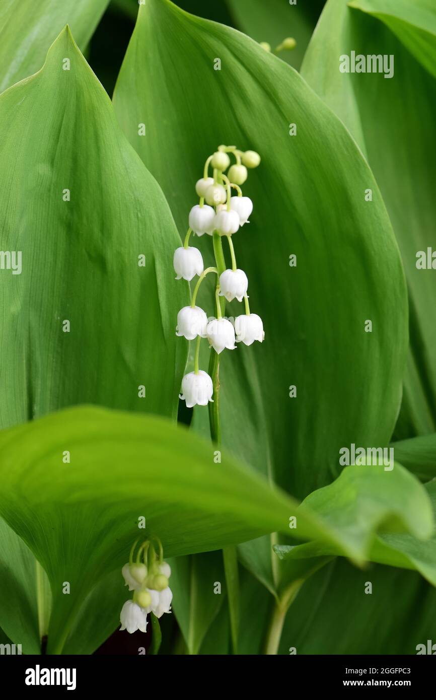 Lily of the valley, Maiglöckchen, Convallaria majalis, gyöngyvirág, Hungary, Magyarország, Europe Stock Photo