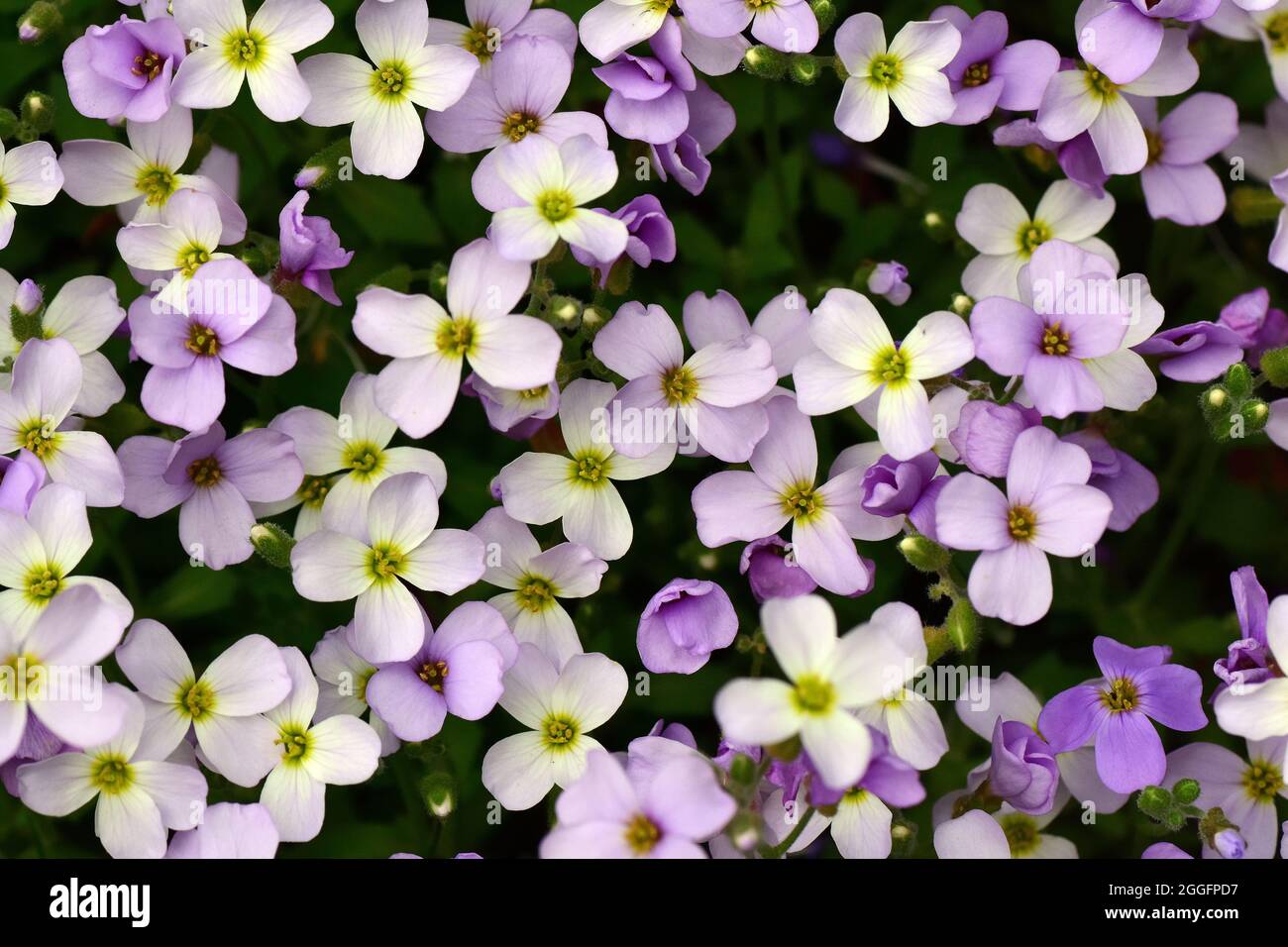 rockcress, Gänsekresse, Arabis lusitanica, ikravirág Stock Photo Alamy