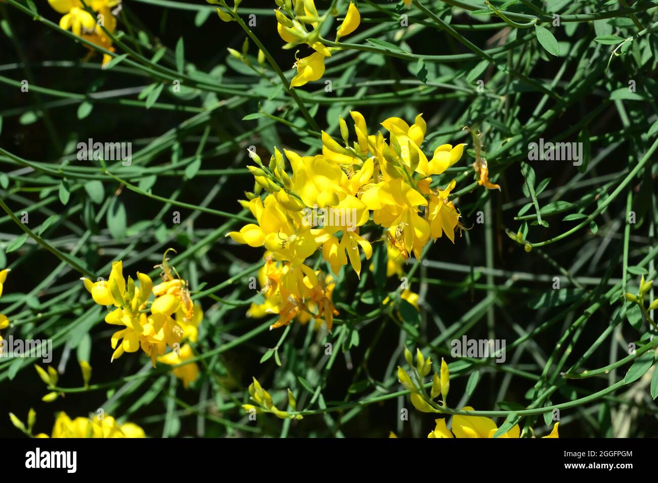 Weavers broom hires stock photography and images Alamy