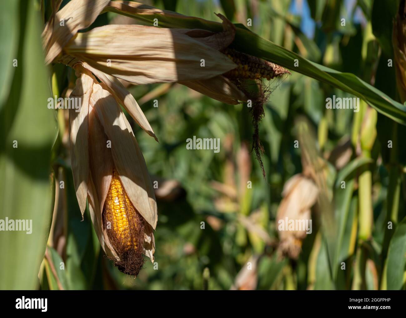 Mature Maize Ear On Stalk With Silk In Row Of Maize Plants Corn In