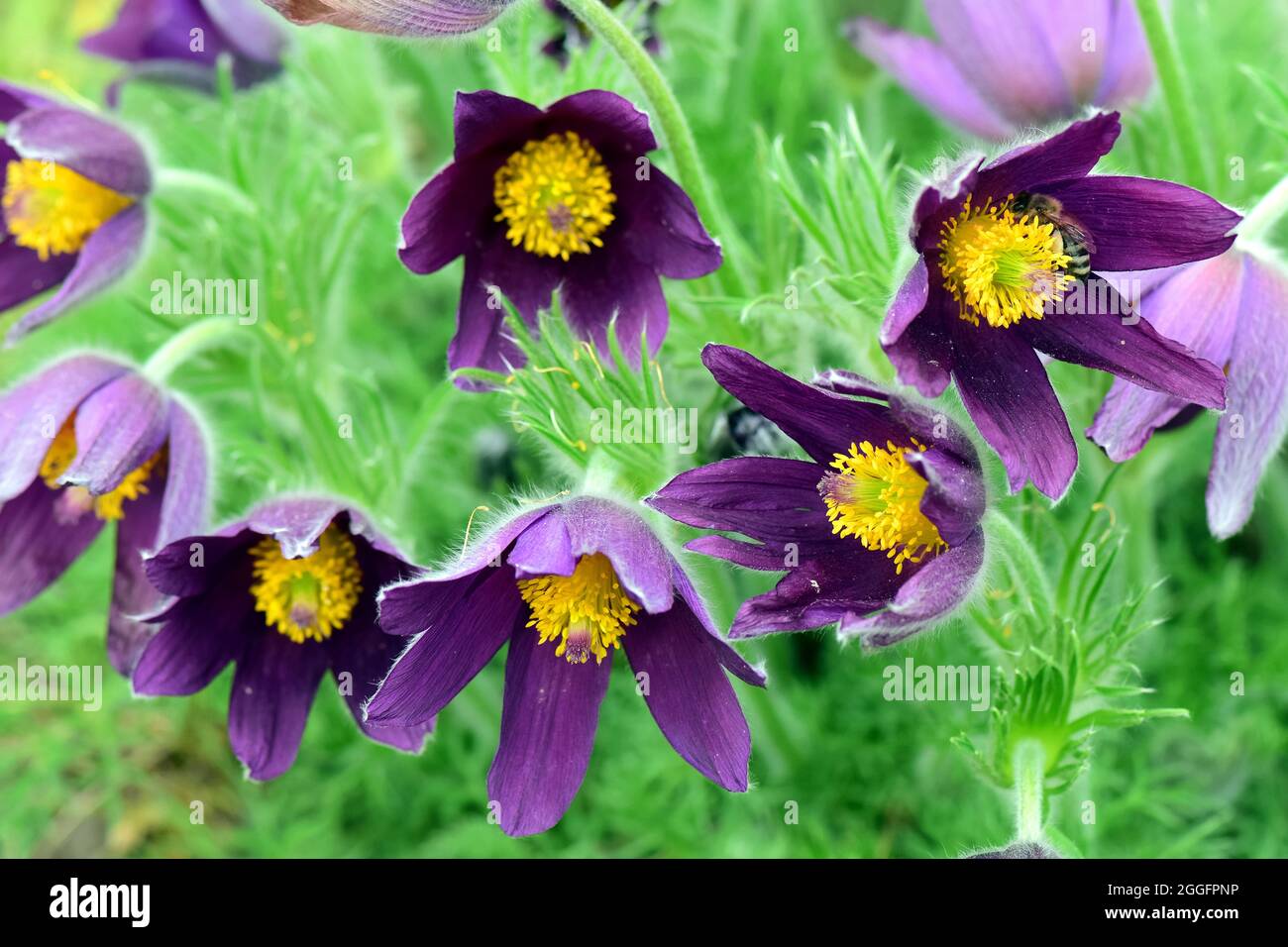 Haller's anemone, pasque flower, Hallers Kuhschelle, Kuhschelle, Pulsatilla halleri ssp styriaca, kökörcsin Stock Photo