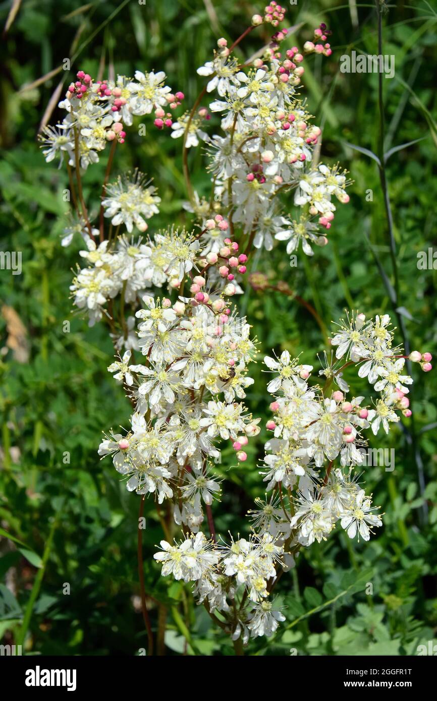 dropwort or fern-leaf dropwort, Kleines Mädesüß, Filipendula vulgaris, koloncos legyezőfű, Hungary, Magyarország, Europe Stock Photo