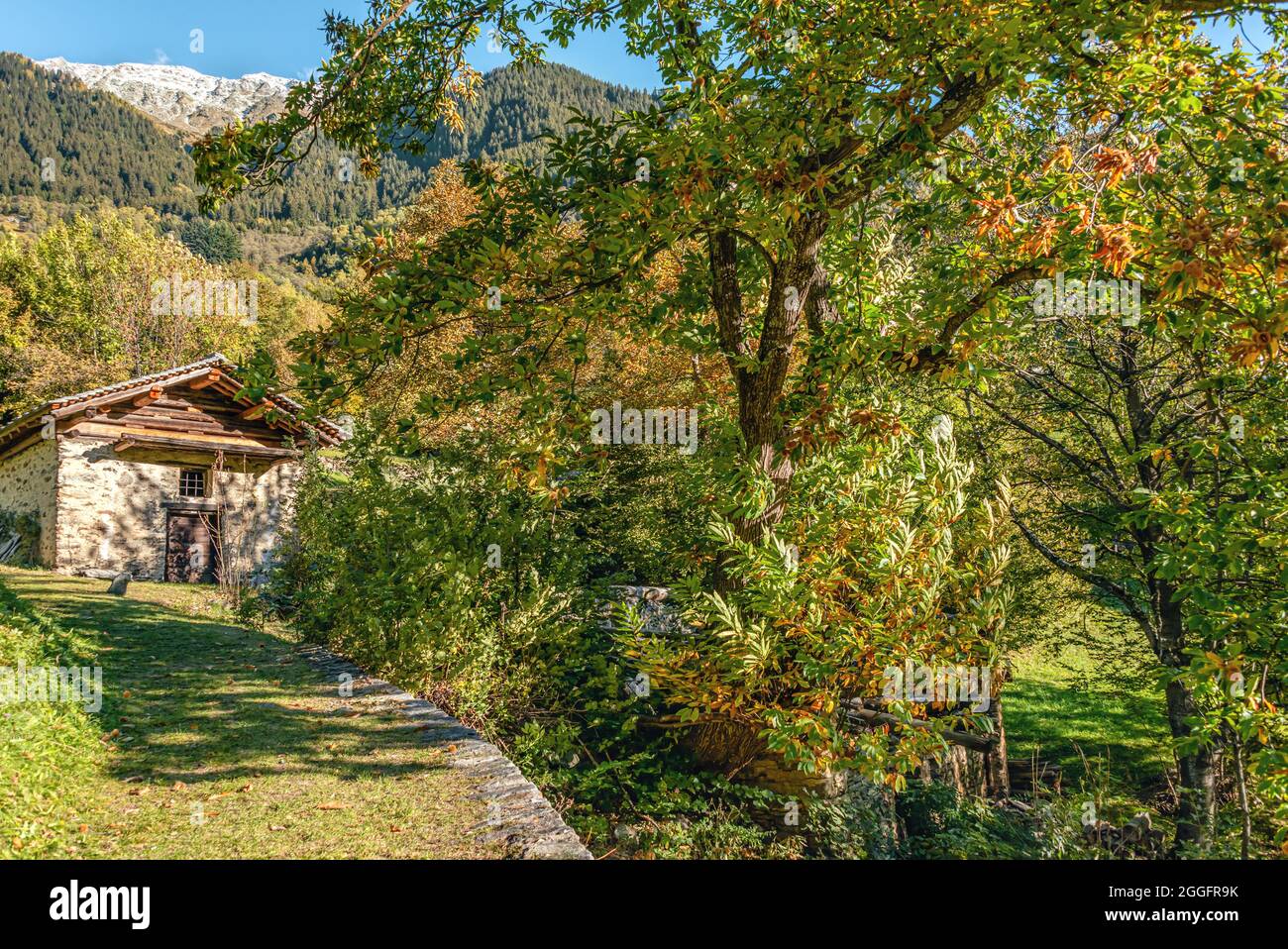 Ancient Chestnut tree forest at the Bregaglia Valley near Soglio in autumn colors, Grisons, Switzerland Stock Photo