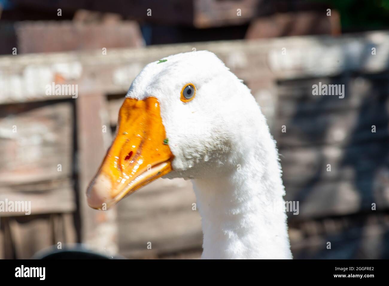 one white goose with a yellow beak looks Stock Photo