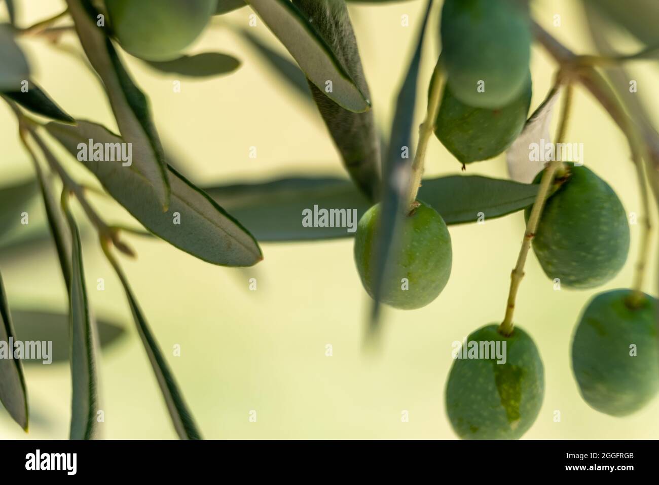 Close up photo of olive trees with olives on the branch Stock Photo - Alamy