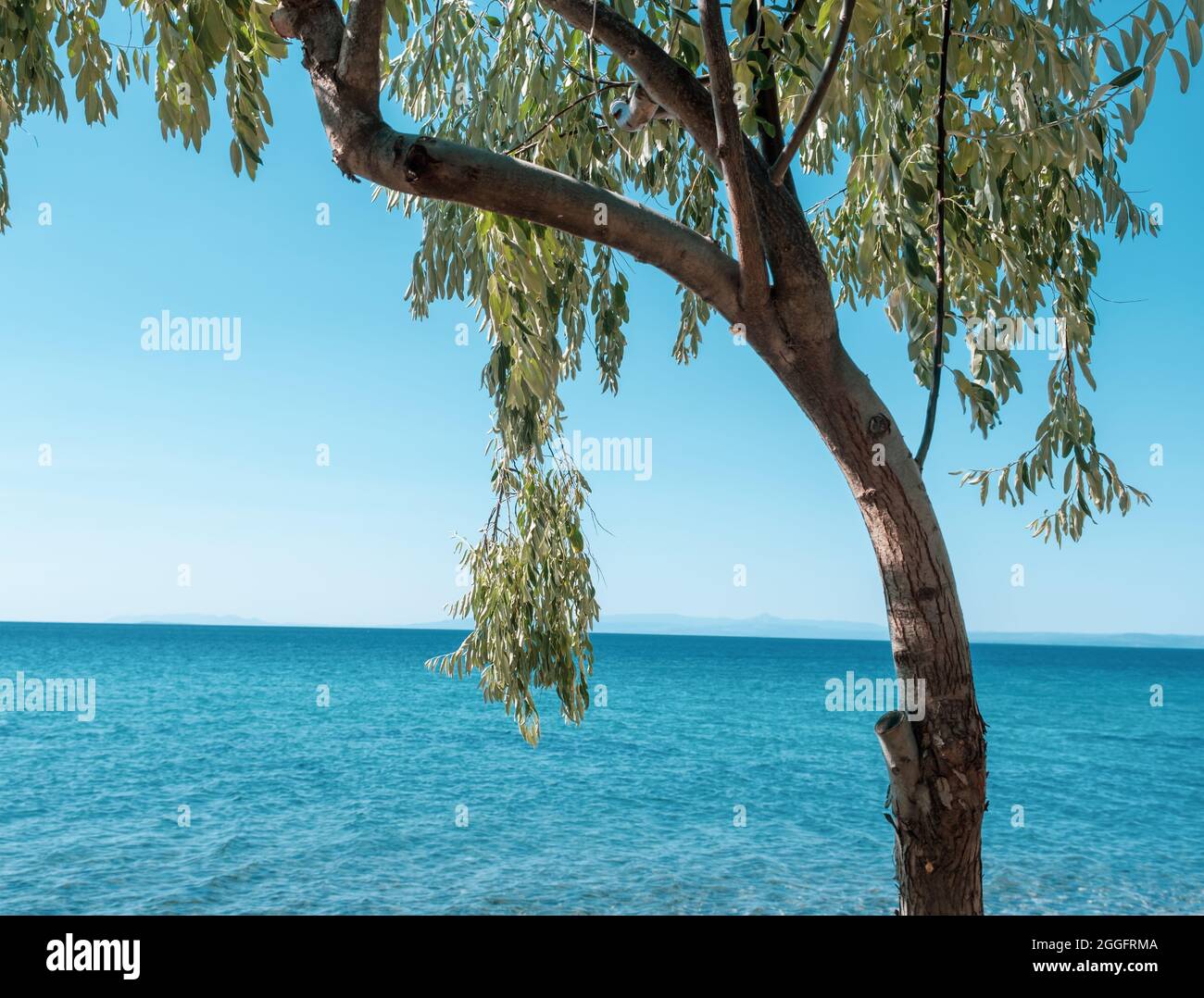 Beautiful sea view with olive tree with olives near the beach Stock ...