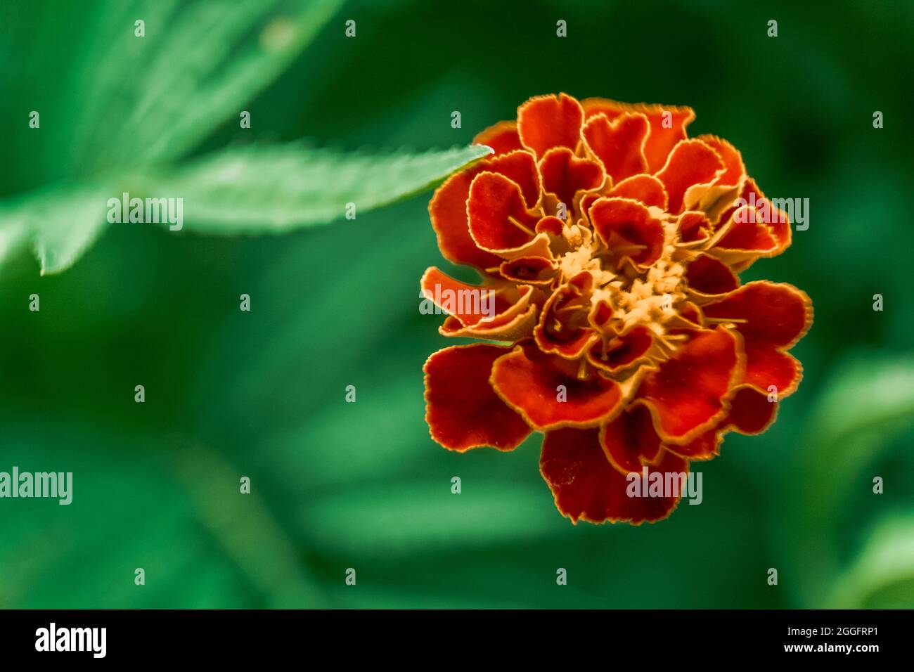 Close up photo of red and yellow calendula flower, macro picture of an orange calendula Stock Photo