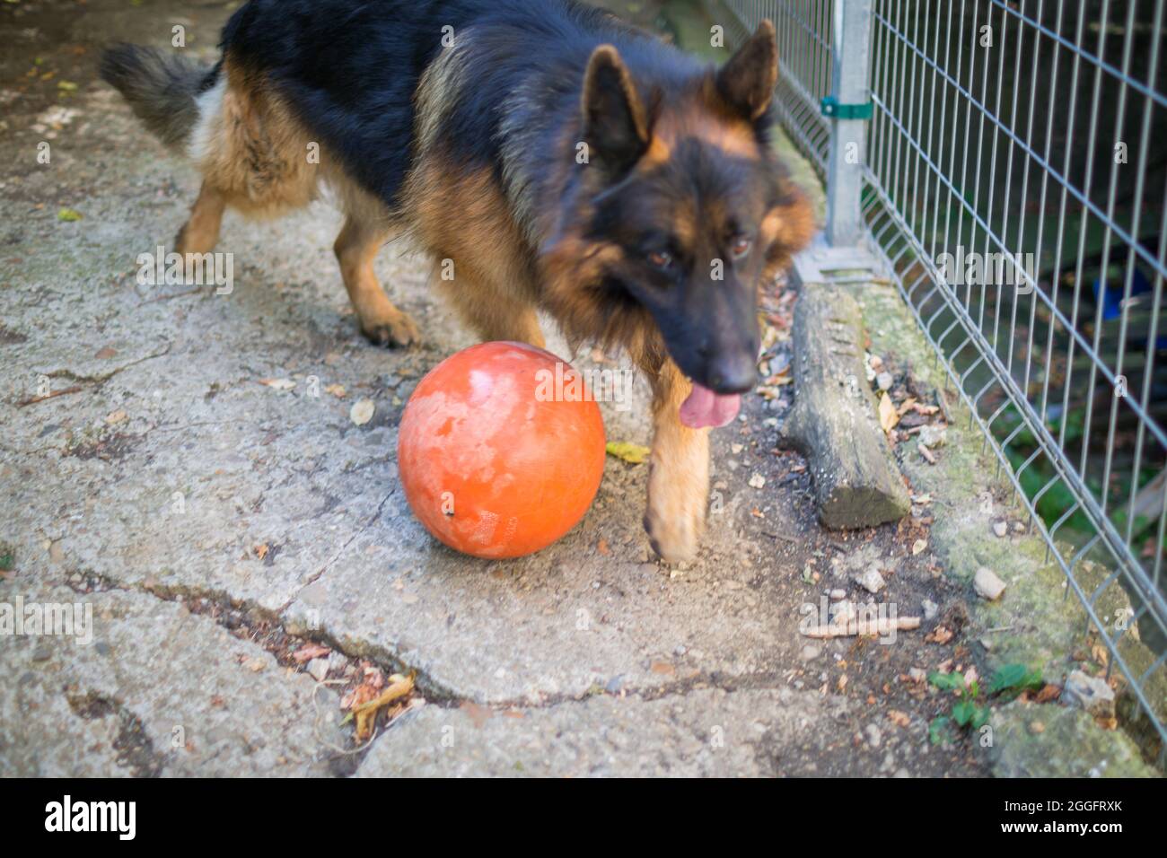german shepherd balls