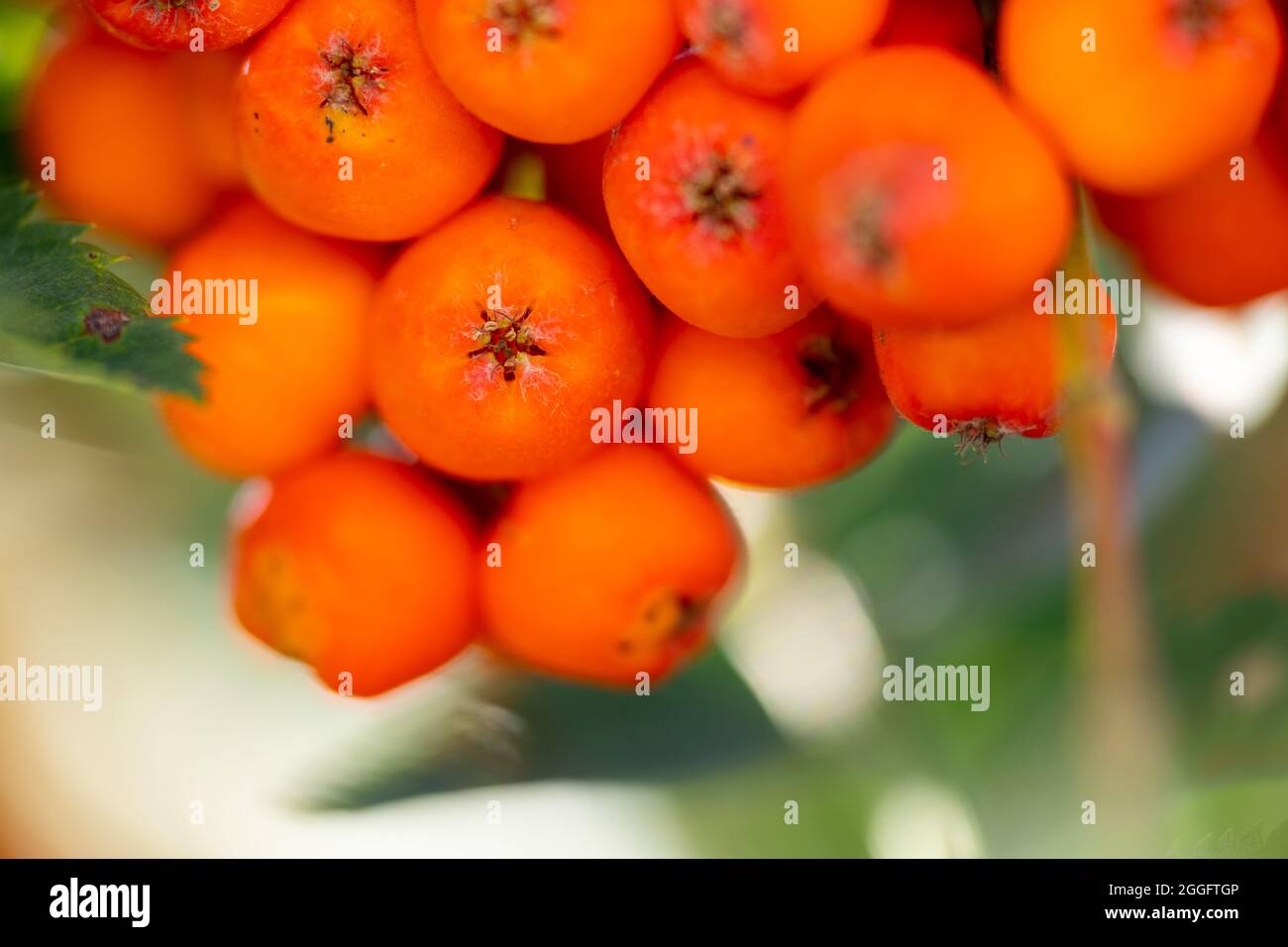 Helsinki / Finland - AUGUST 24, 2021: Extreme macro closeup of bunch of a rowanberries Stock Photo