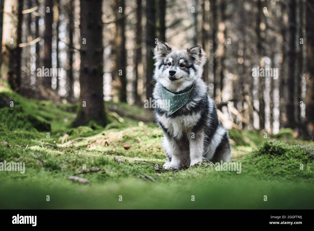 Portrait of a purebred Finnish Lapphund dog sitting outdoors in forest ...