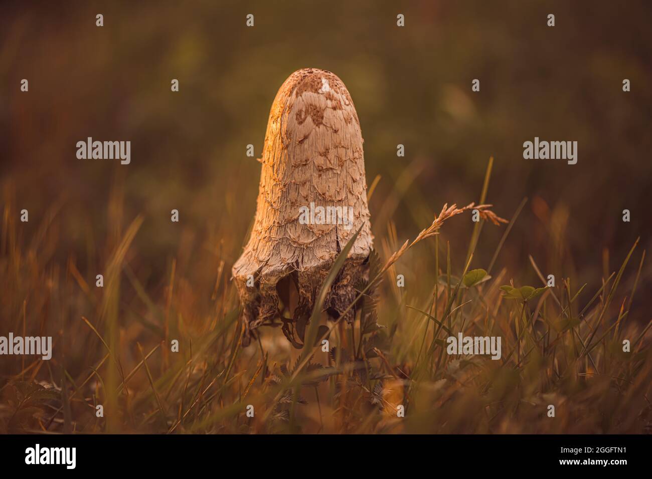 beautiful mushroom grebe at sunset in the grass. coprinus comatus Stock Photo
