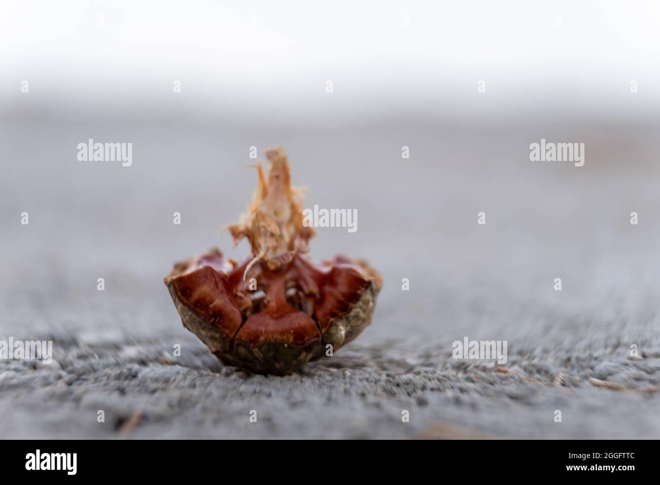 macro photo of a brown cypress cone, isolated picture of a close up of pinecone Stock Photo