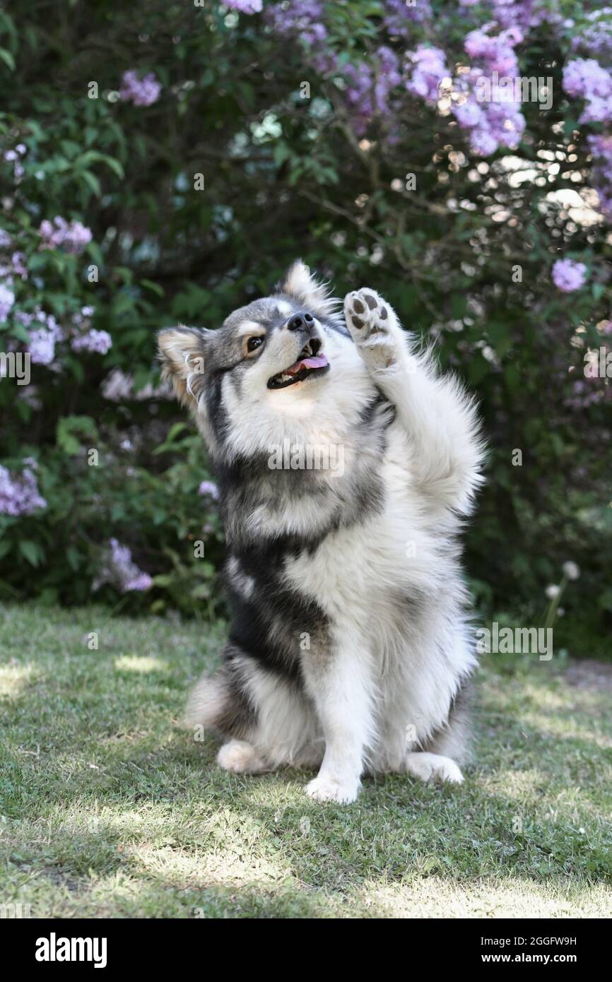 Portrait of a purebred Finnish Lapphund dog sitting outdoors and waving ...