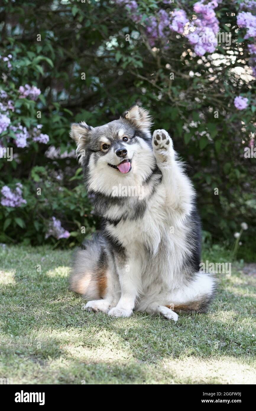 Portrait of a purebred Finnish Lapphund dog sitting outdoors and waving ...