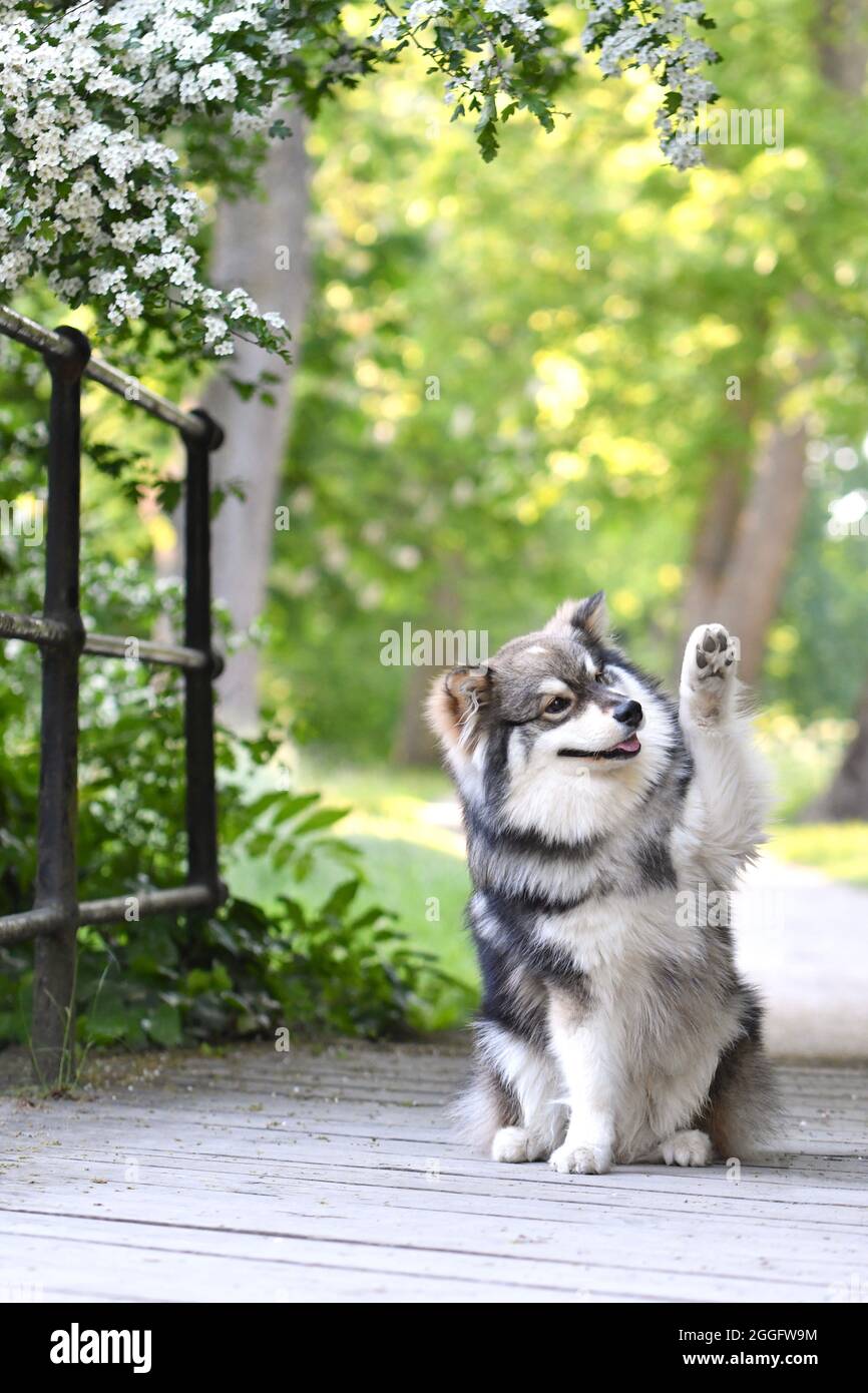 Portrait of a purebred Finnish Lapphund dog sitting outdoors and waving ...