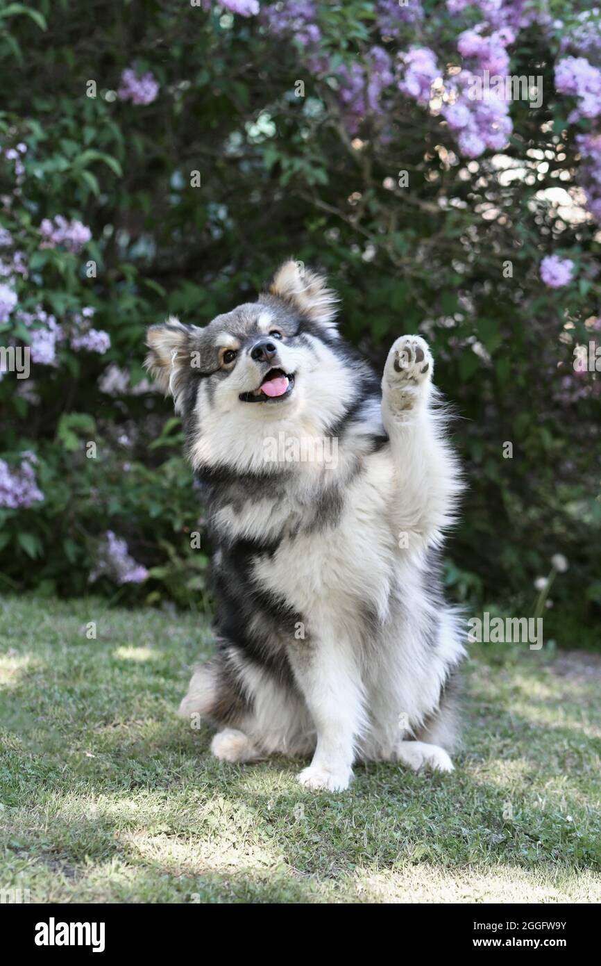 Portrait of a purebred Finnish Lapphund dog sitting outdoors and waving ...