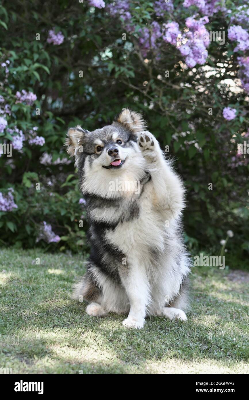 Portrait of a purebred Finnish Lapphund dog sitting outdoors and waving ...