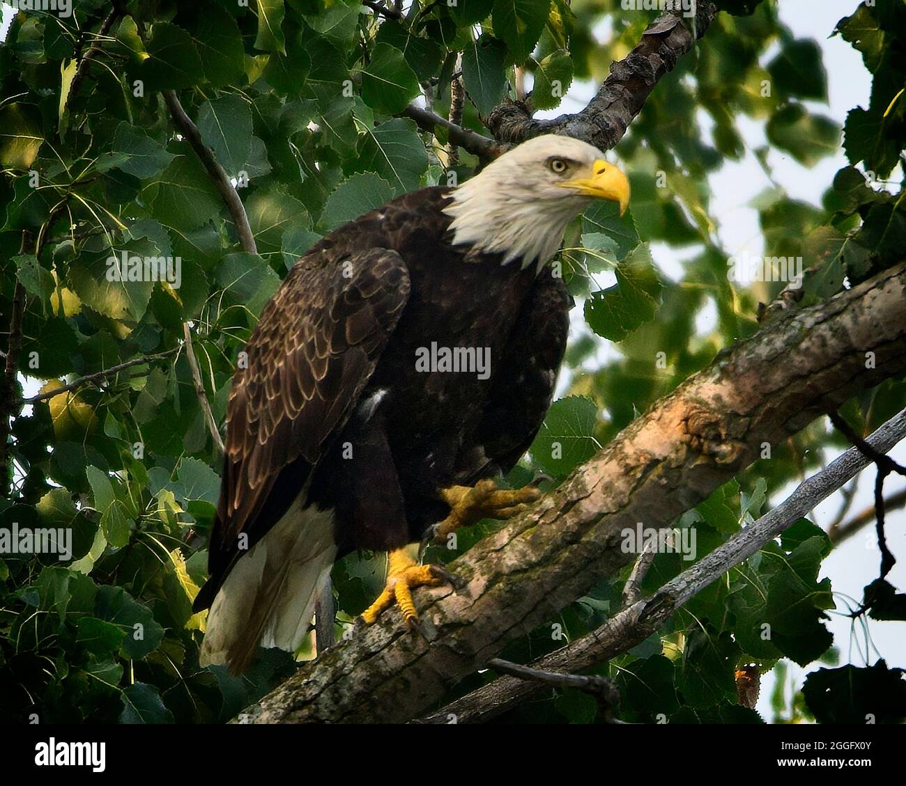 American Bald Eagle Stock Photo