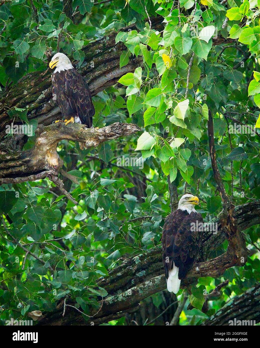 American Bald Eagle Stock Photo Alamy