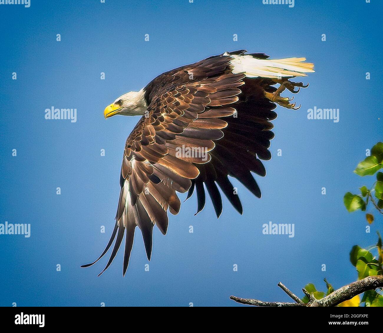 American Bald Eagle Stock Photo Alamy