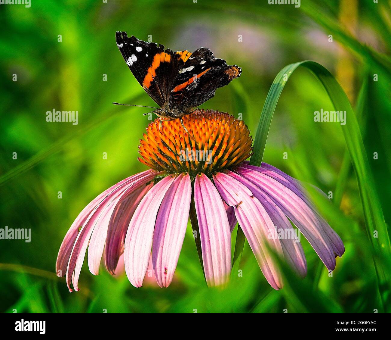 Butterfly sitting on a flower in Ohio Stock Photo - Alamy