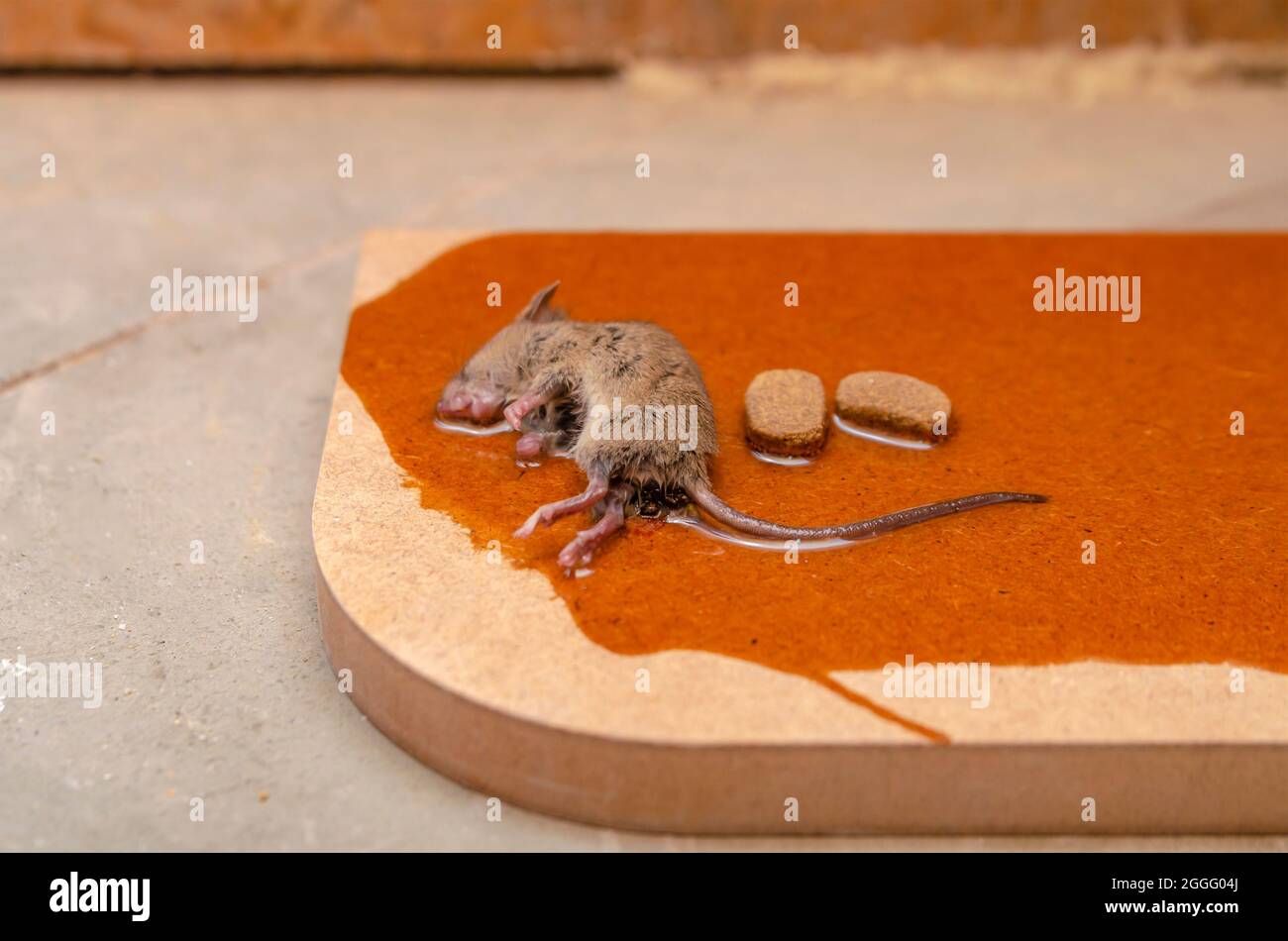 https://c8.alamy.com/comp/2GGG04J/a-mouse-or-rat-is-caught-in-a-glue-trap-with-cookies-as-bait-glue-for-catching-rodents-or-small-pests-2GGG04J.jpg