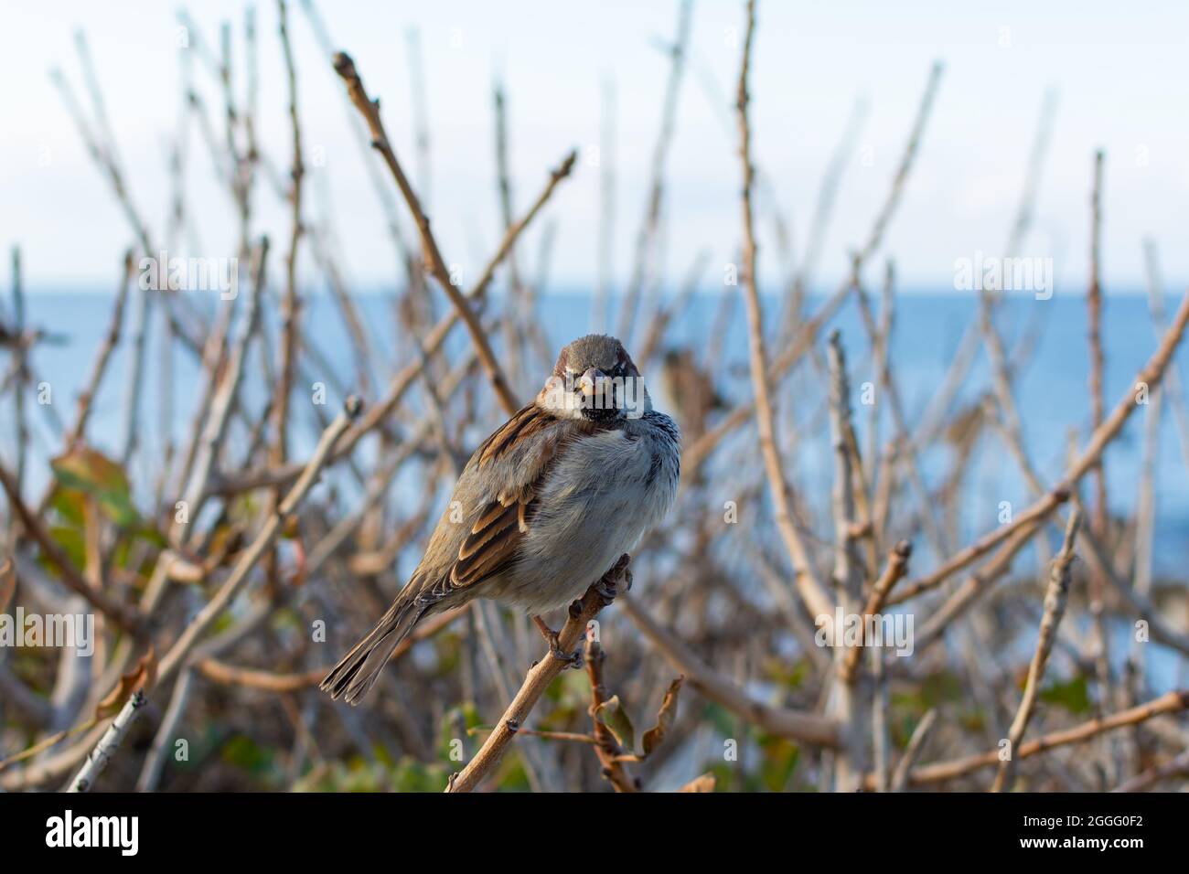 A sparrow is sitting on a branch. Portrait of a perched sparrow against the background of the blue sea and sky. Wild wildlife, urban birds are asking Stock Photo