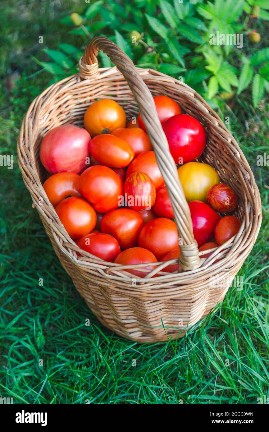 Basket of tomatoes and sweet peppers. Harvest season. Organic natural ...
