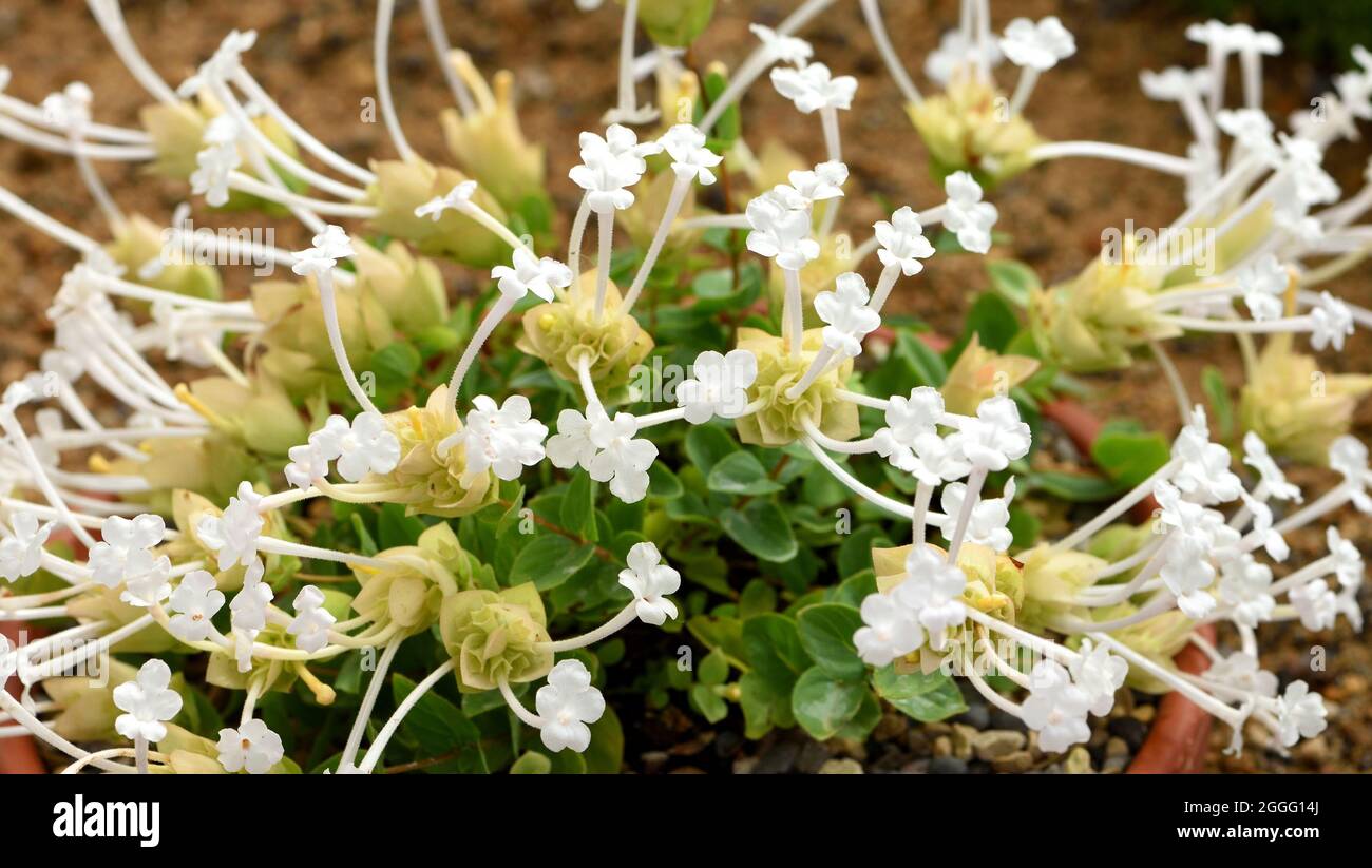 The white flowers of Amanum Oregano. Stock Photo