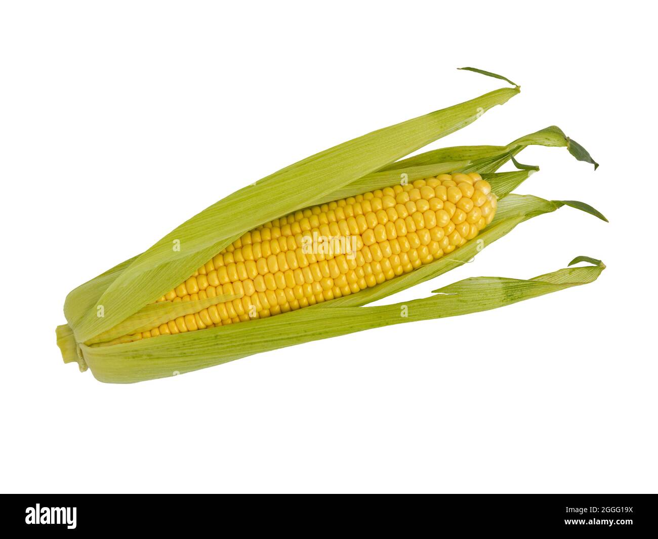 corn cob isolated on white background, fresh corn ears with leaves and