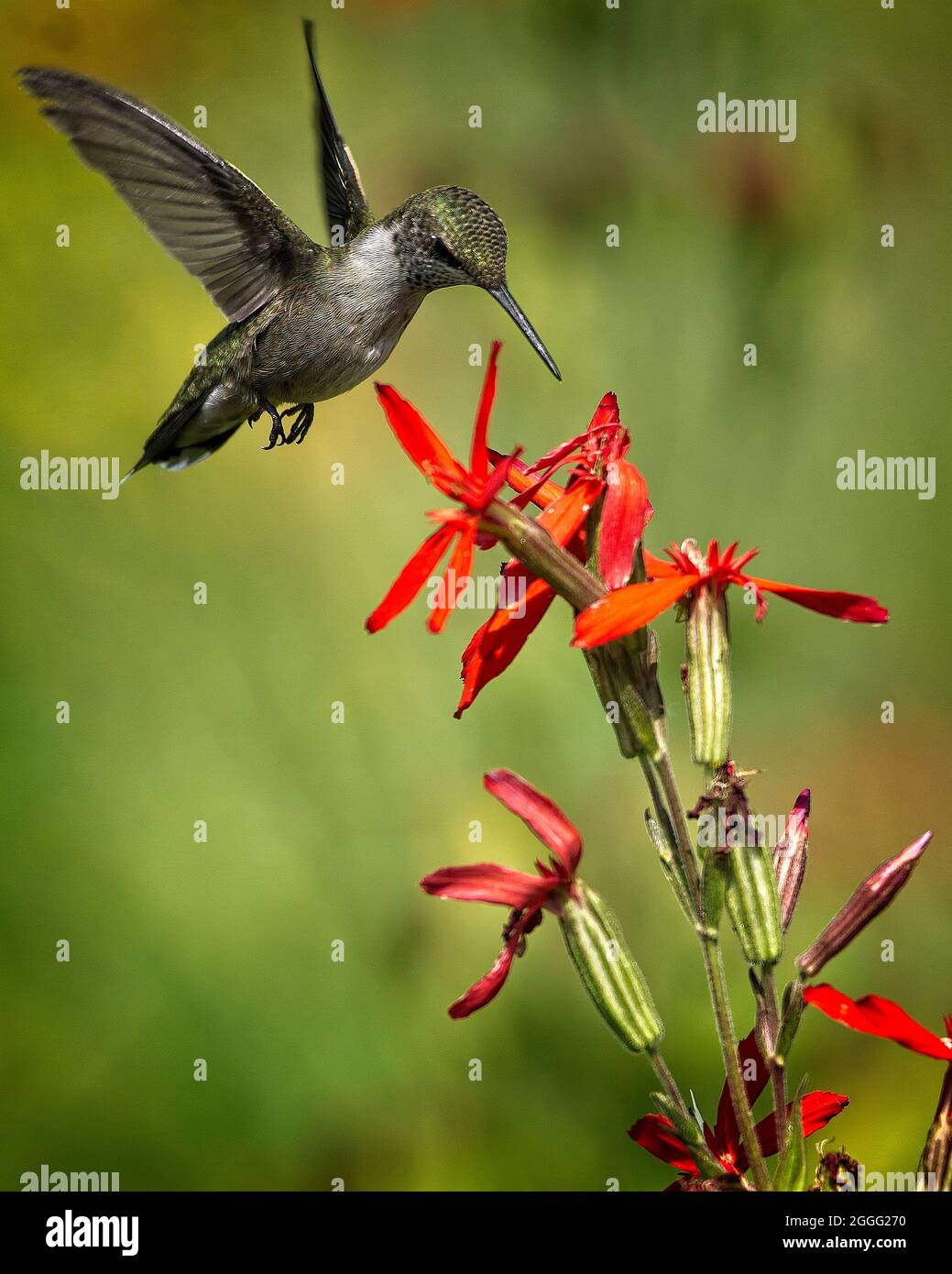 Hummingbirds feeding in Ohio fields Stock Photo