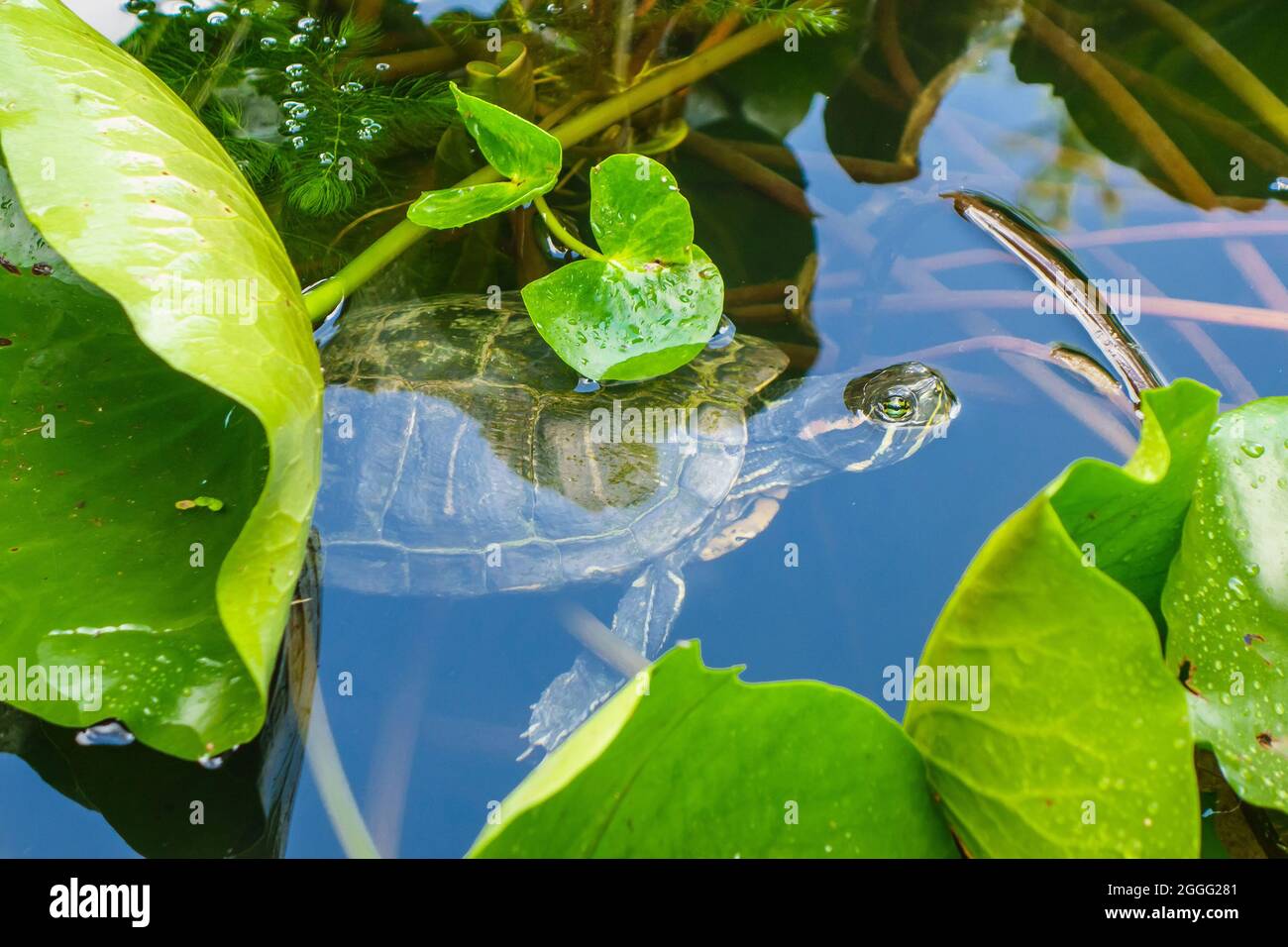 The turtle sticks its head out of the water for a breath of air. The water surface is covered with water lily leaves Stock Photo