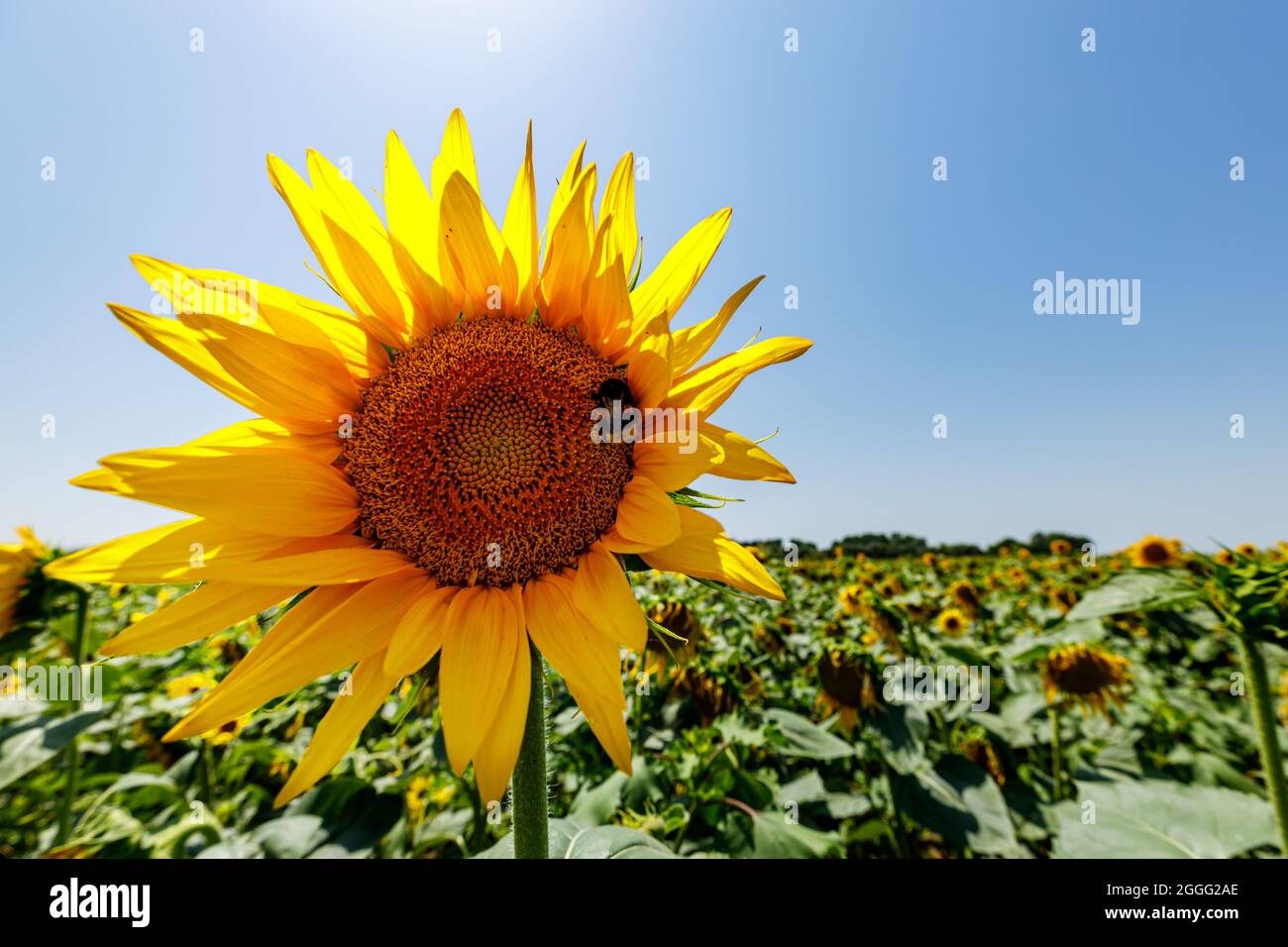 A field of blooming sunflowers Stock Photo - Alamy