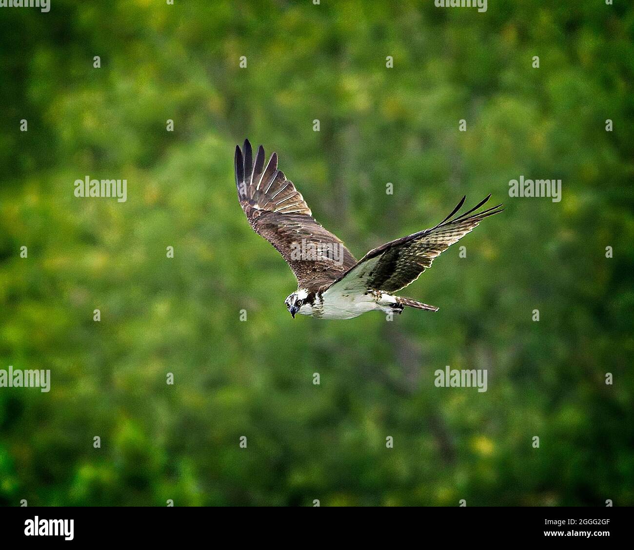 Osprey searching for food Stock Photo - Alamy