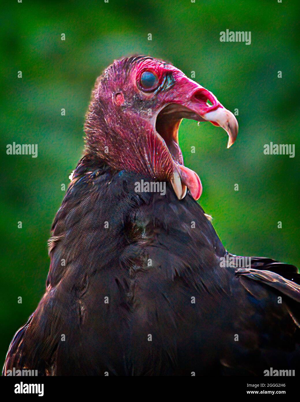 Vulture of head red hires stock photography and images Alamy