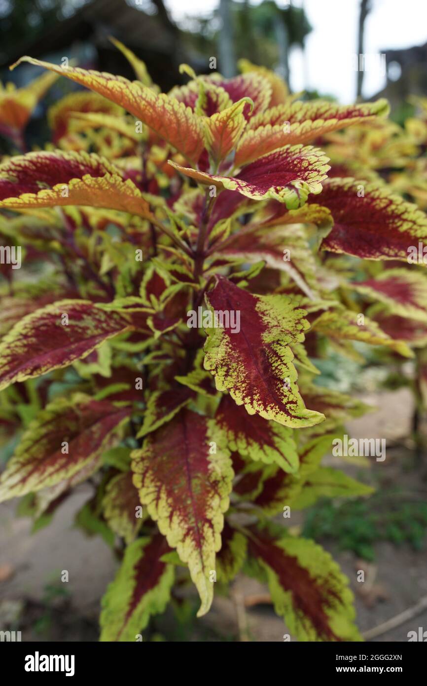 Coleus scutellarioides with a natural background Stock Photo