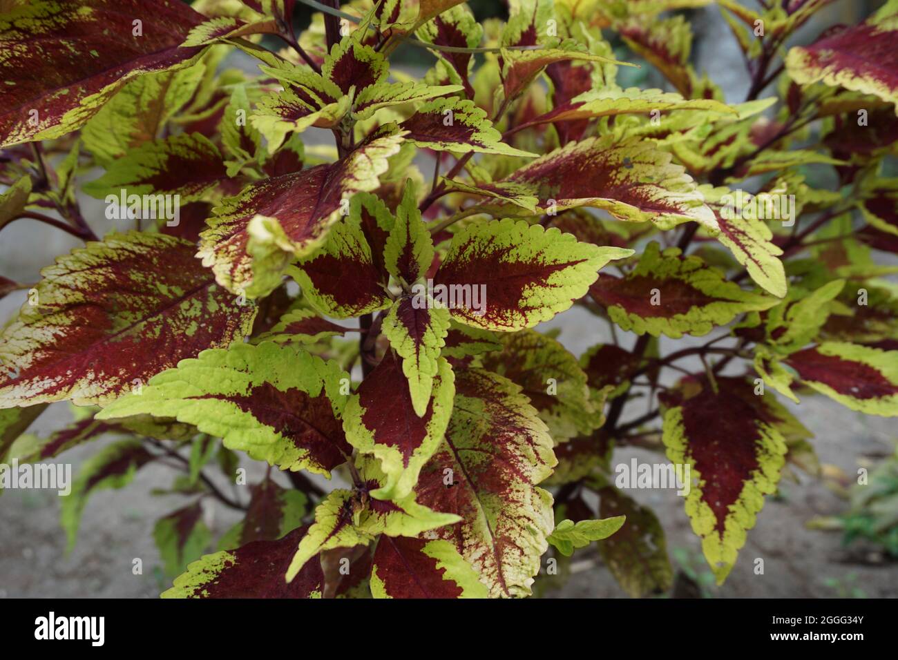 Coleus scutellarioides with a natural background Stock Photo