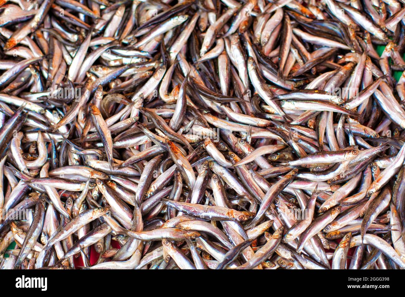 Top view shot of a pile of anchovies many fish lying on top of each other on the floor. Stock Photo