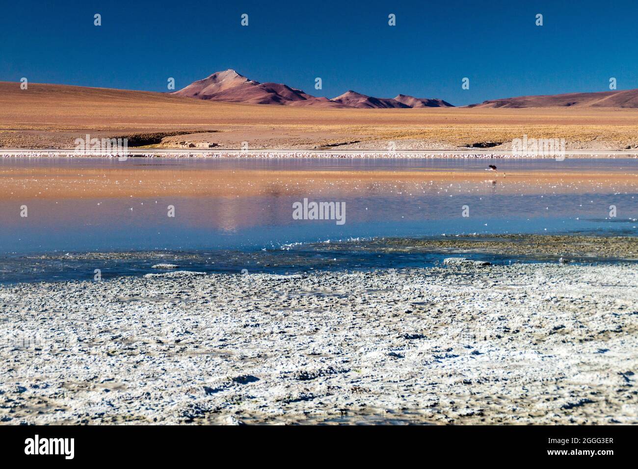 Laguna Collpa lake in Reserva Nacional de Fauna Andina Eduardo Avaroa protected area, Bolivia Stock Photo